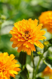 HELIOPSIS, ORANGE