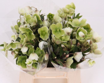 HELLEBORUS, 30CM, MAGN BELLS, GREEN