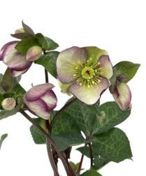 HELLEBORUS, 45CM, GLENDA'S GLOSS
