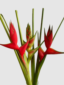 HELICONIA, ASSTD (US)