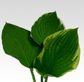 HOSTA LEAF, ASSORTED
