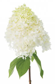 HYDRANGEA, LIME LIGHT
