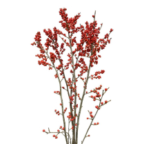 ILEX, RED, 60CM, 5/BUNCH