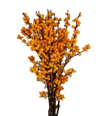 ILEX, GOLDEN, 70CM