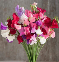 LATHYRUS, SWEET PEAS, ASSORTED