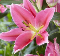 LILY, OR. POLLEN-FREE, LIBERTY, WHITE, 2 BLM