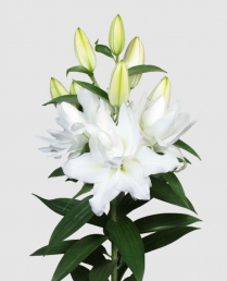 LILY, OR. 3+ BLM, DOUBLE CHARDONNAY, WHITE