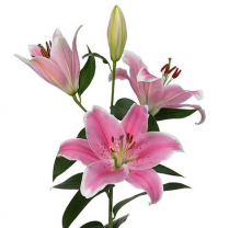 LILY, OR. 2 BLM, SORBONNE, PINK