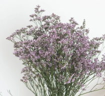 LIMONIUM LATIFOLIUM, BUNCH, MISTY PINK (US)