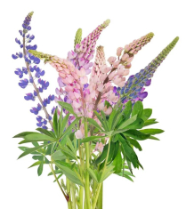 LUPINS, 70CM, ASSORTED