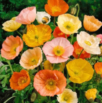 PAPAVER, ICELANDIC POPPY, 50 CM