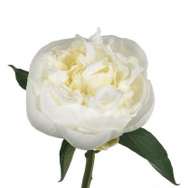 PEONEA, 60 CM, DUCH. DE NEMOURS, WHITE