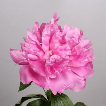 PEONEA, 60 CM, JULES ELIE, PINK