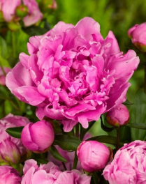 PEONEA, 60 CM, ALEX FLEMING, PINK