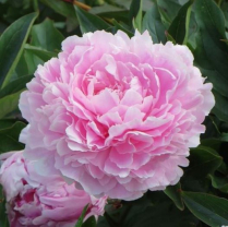 PEONEA, 60 CM, SARA BERNHARDT, LIGHT PINK