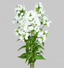 PHLOX, ASSORTED