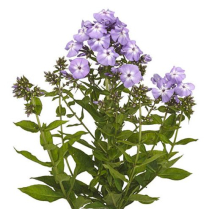 PHLOX, LAVENDER