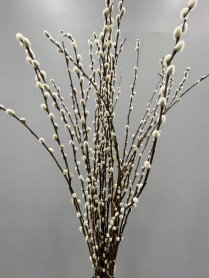 SALIX, PUSSY WILLOW, MEDIUM, BUNCH