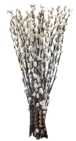 SALIX, PUSSY WILLOW, 150 CM, 5-6 STEMS/BUNCH