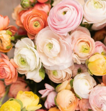 RANUNCULUS, ASSORTED