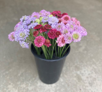 SCABIOSA, ASSORTED