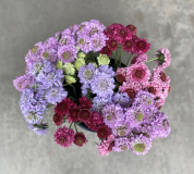 SCABIOSA, ASSORTED