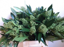 SKIMMIA, BUNCH, KEW GREEN, 50CM (NO EXPORT)