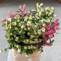 SYMPHORICARPUS, ASSORTED