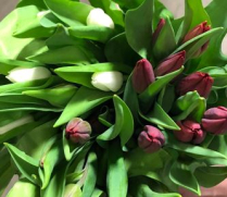 TULIPS, 5/BU, ASSORTED IN PAIL