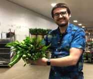 TULIPS, 5/BU, ASSORTED IN PAIL