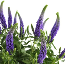 VERONICA, BLUE
