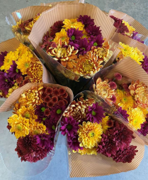 CONS BU, CHRYS. CRAZY DAISY, NATURAL