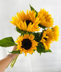 CONS BU, SUNFLOWER, 5 STEM BUNCH (US)