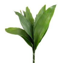 ASPIDISTRA, GREEN, BUNCH (US)