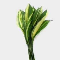 ASPIDISTRA, VARIEGATED, BUNCH (US)
