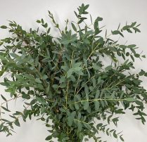 EUC, BUNCH, PARVIFOLIA (US)