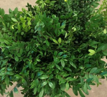 BOXWOOD, BUNCH