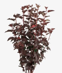 PHYSOCARPUS