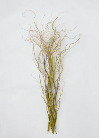 CURLY WILLOW, BUNCH, LONG
