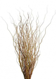 CURLY WILLOW, BUNCH, MEDIUM