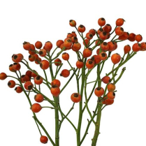 ROSE HIPS, HYBRID, 70CM RED