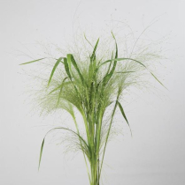 ORNAMENTAL GRASS, EXPLOSION