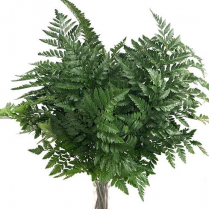 LEATHERLEAF, BUNCH, LARGE, 12/CASE (US)
