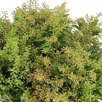 PIERIS, BUNCH, PURITY