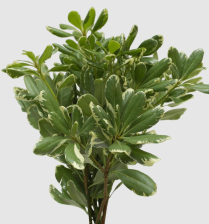 PITTOSPORUM, BUNCH, VARIEGATED (US)