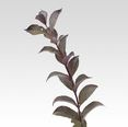 WEIGELA, WINE & ROSES, 70CM