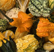GOURDS, ASSORTED