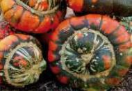 PUMPKIN, TURKS TURBAN