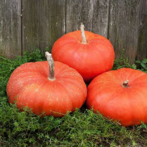 PUMPKIN, ROUGE VIF D'ETAMPES