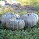 PUMPKIN, JADE KNIGHT